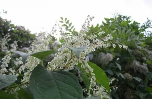 Have you been affected by Japanese Knotweed?