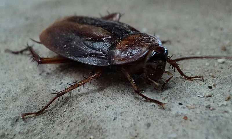 Homeless Family Left in Cockroach Infested Homes