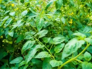 £11,000 Japanese Knotweed Claim | Case Study
