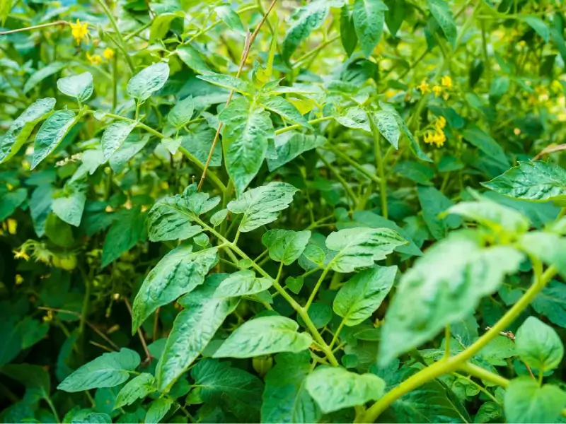 £11,000 Japanese Knotweed Claim | Case Study